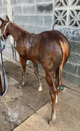 Stallion by Shininspin Starlight, 3 Year Old Palomino Quarter Horse Stallion for Sale in Floresville, TX, photo 2 of 2