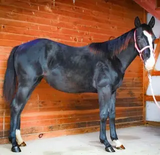 Jewels, 1 Year Old Quarter Horse Filly for Sale in PA