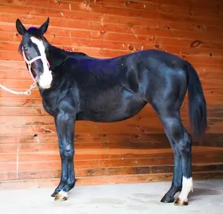 Jewels, 1 Year Old Black Quarter Horse Filly for Sale in PA, photo 2 of 4