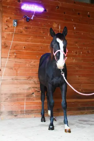 Jewels, 1 Year Old Black Quarter Horse Filly for Sale in PA, photo 3 of 4