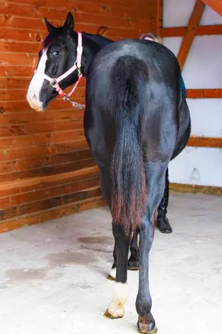 Jewels, 1 Year Old Black Quarter Horse Filly for Sale in PA, photo 4 of 4