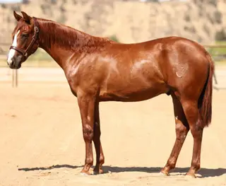 Got Guns Will Travel (Hot Wheels), 1 Year Old Quarter Horse Colt for Sale in Paso Robles, CA