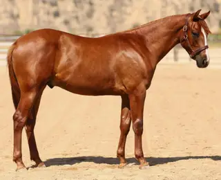 Got Guns Will Travel (Hot Wheels), 1 Year Old Chestnut Quarter Horse Colt for Sale in Paso Robles, CA, photo 2 of 4
