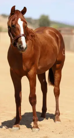 Got Guns Will Travel (Hot Wheels), 1 Year Old Chestnut Quarter Horse Colt for Sale in Paso Robles, CA, photo 3 of 4