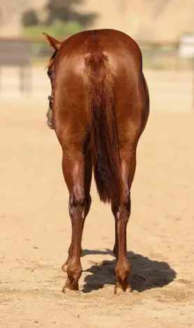Got Guns Will Travel (Hot Wheels), 1 Year Old Chestnut Quarter Horse Colt for Sale in Paso Robles, CA, photo 4 of 4