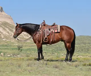 Jacko (Bruno), 5 Year Old Bay Quarter Horse Gelding for Sale in Bayard, NE