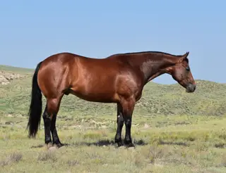 Jacko (Bruno), 5 Year Old Bay Quarter Horse Gelding for Sale in Bayard, NE, photo 2 of 4