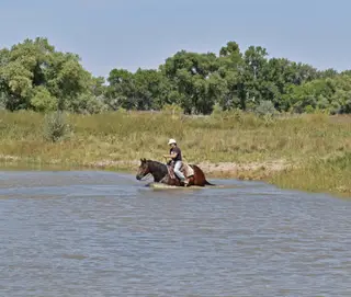 Jacko (Bruno), 5 Year Old Bay Quarter Horse Gelding for Sale in Bayard, NE, photo 3 of 4