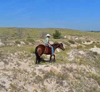 Jacko (Bruno), 5 Year Old Bay Quarter Horse Gelding for Sale in Bayard, NE, photo 4 of 4