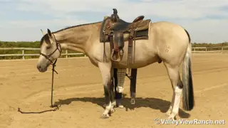 SHR Got Diamonds (King), 7 Year Old Buckskin Paint Gelding for Sale in Forney, TX