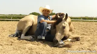SHR Got Diamonds (King), 7 Year Old Buckskin Paint Gelding for Sale in Forney, TX, photo 2 of 6