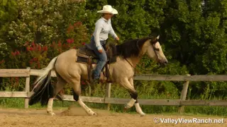 SHR Got Diamonds (King), 7 Year Old Buckskin Paint Gelding for Sale in Forney, TX, photo 3 of 6