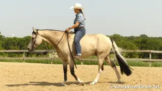 SHR Got Diamonds (King), 7 Year Old Buckskin Paint Gelding for Sale in Forney, TX, photo 4 of 6