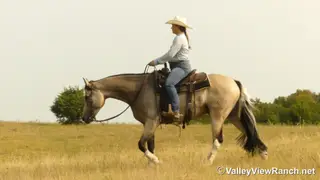 SHR Got Diamonds (King), 7 Year Old Buckskin Paint Gelding for Sale in Forney, TX, photo 6 of 6