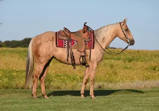 Frostie, 5 Year Old Palomino Quarter Horse Mare for Sale in Lester Prairie, MN