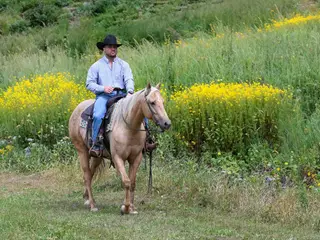 Frostie, 5 Year Old Palomino Quarter Horse Mare for Sale in Lester Prairie, MN, photo 2 of 3