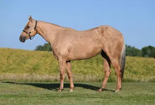 Frostie, 5 Year Old Palomino Quarter Horse Mare for Sale in Lester Prairie, MN, photo 3 of 3