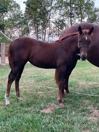 Dont Stopp The Kitty, Foal Sorrel Quarter Horse Filly for Sale in Mayville, MI