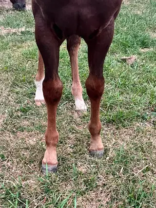 Dont Stopp The Kitty, Foal Sorrel Quarter Horse Filly for Sale in Mayville, MI, photo 2 of 5