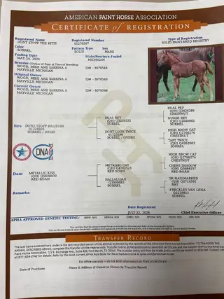 Dont Stopp The Kitty, Foal Sorrel Quarter Horse Filly for Sale in Mayville, MI, photo 5 of 5