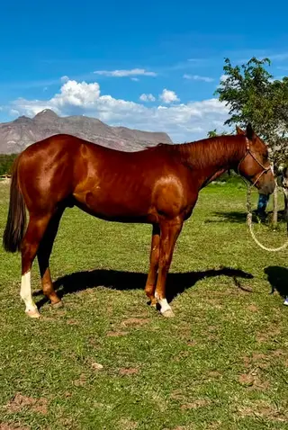 Peppy's Hydrive, 2 Year Old Sorrel Quarter Horse Colt for Sale in Channing, TX