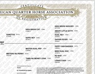 Sanctus Lil Pep, 2 Year Old Chestnut Quarter Horse Filly for Sale in TX, photo 2 of 4