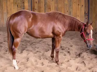 Sanctus Lil Pep, 2 Year Old Chestnut Quarter Horse Filly for Sale in TX
