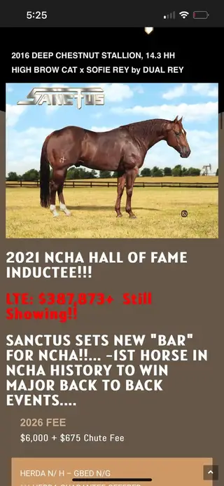 Sanctus Lil Pep, 2 Year Old Chestnut Quarter Horse Filly for Sale in TX, photo 3 of 4