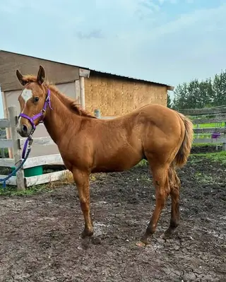 Tonka, Foal Red Dun Quarter Horse Colt for Sale in Radway