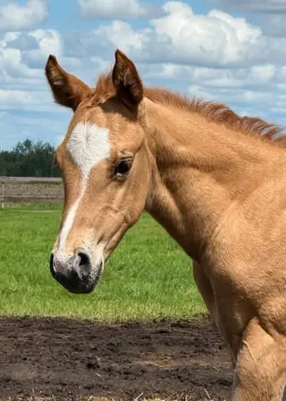 Tonka, Foal Red Dun Quarter Horse Colt for Sale in Radway, photo 2 of 4