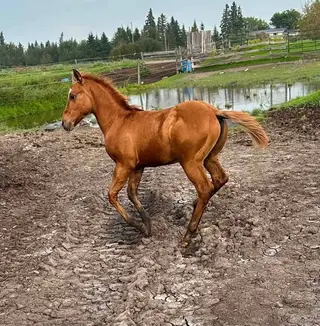 Tonka, Foal Red Dun Quarter Horse Colt for Sale in Radway, photo 3 of 4