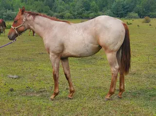 Tinseltowns Lil, 1 Year Old Red Roan Quarter Horse Filly for Sale in Millington, MI