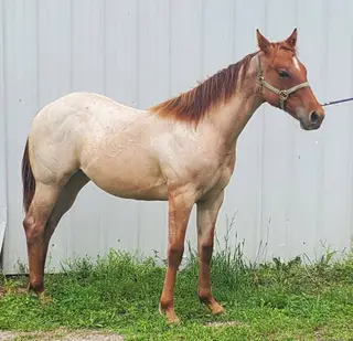 Tinseltowns Lil, 1 Year Old Red Roan Quarter Horse Filly for Sale in Millington, MI, photo 3 of 3
