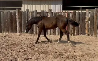 Gunna Redeem U, 1 Year Old Black Quarter Horse Filly for Sale in Gainesville, TX, photo 2 of 5