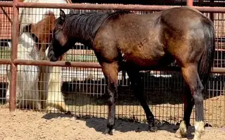 Gunna Redeem U, 1 Year Old Black Quarter Horse Filly for Sale in Gainesville, TX, photo 3 of 5