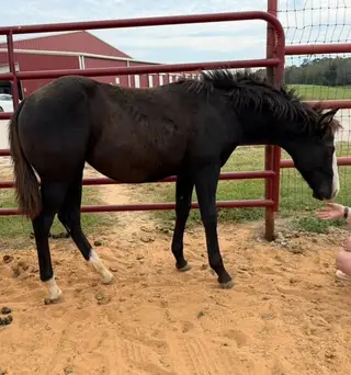 Gunna Redeem U, 1 Year Old Black Quarter Horse Filly for Sale in Gainesville, TX, photo 4 of 5