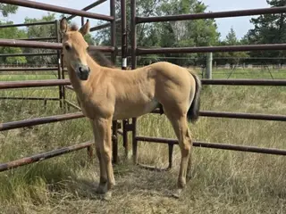 Styx, Foal Buckskin Quarter Horse Colt for Sale in Hebron, ND, photo 2 of 5