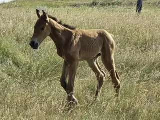 Styx, Foal Buckskin Quarter Horse Colt for Sale in Hebron, ND, photo 3 of 5