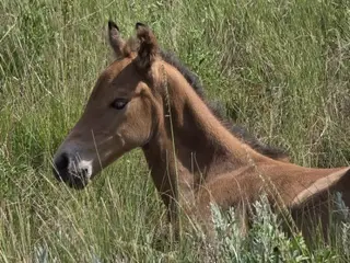 Styx, Foal Buckskin Quarter Horse Colt for Sale in Hebron, ND, photo 4 of 5