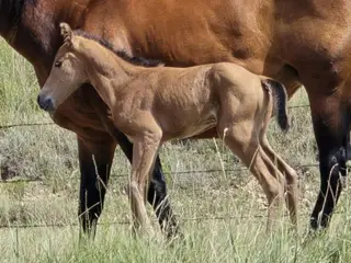 Styx, Foal Buckskin Quarter Horse Colt for Sale in Hebron, ND, photo 5 of 5