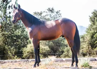 Nevada Sparks A Dual (Trigger), 2 Year Old Bay Quarter Horse Gelding for Sale in Ahwahnee, CA