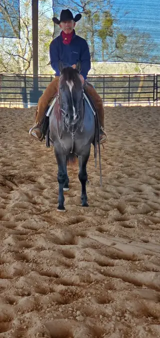 Vintage Metal, 2 Year Old Grullo Quarter Horse Gelding for Sale in Brenham, TX, photo 2 of 5