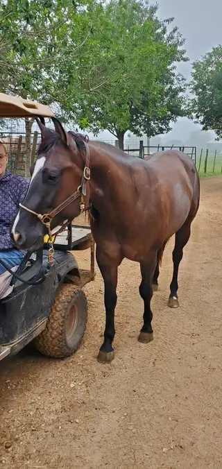 Vintage Metal, 2 Year Old Grullo Quarter Horse Gelding for Sale in Brenham, TX, photo 3 of 5