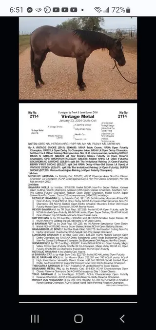 Vintage Metal, 2 Year Old Grullo Quarter Horse Gelding for Sale in Brenham, TX, photo 5 of 5