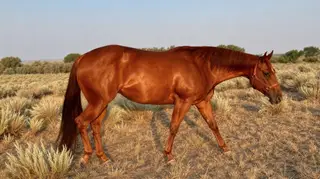 Spanish Footwork (Stella), 7 Year Old Chestnut Quarter Horse Mare for Sale in Weldona, CO