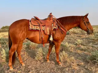 Spanish Footwork (Stella), 7 Year Old Chestnut Quarter Horse Mare for Sale in Weldona, CO, photo 2 of 6