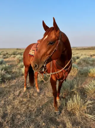 Spanish Footwork (Stella), 7 Year Old Chestnut Quarter Horse Mare for Sale in Weldona, CO, photo 3 of 6