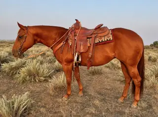 Spanish Footwork (Stella), 7 Year Old Chestnut Quarter Horse Mare for Sale in Weldona, CO, photo 4 of 6