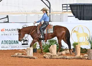 Spanish Footwork (Stella), 7 Year Old Chestnut Quarter Horse Mare for Sale in Weldona, CO, photo 6 of 6