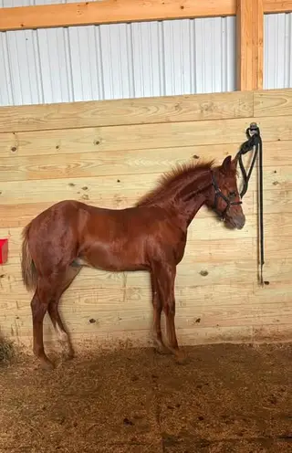 Red Double O Seven (Calvin), Foal Chestnut Quarter Horse Colt for Sale in Waukon, IA
